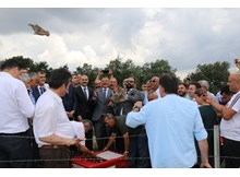 Süne ve kımıla karşı keklikli mücadele