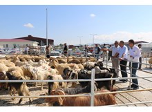 Hayvan Pazarında sorun dinlediler