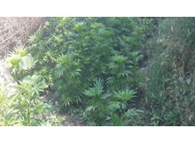 Köyde kenevir operasyonu