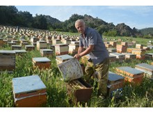 Gezgin arıcıların tercihi Osmancık