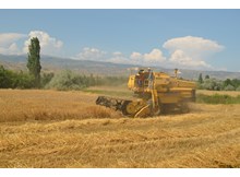 Osmancık’ta hasat zamanı