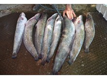 Yayın balığının yeri ayrı