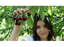 Kiraz gibisi var mı?