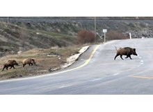 Domuz sürüsüne çarptı: 3 yaralı