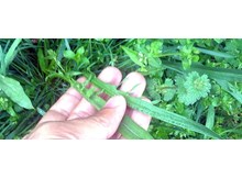 Yabani ot yiyen kadın, zehirlendi