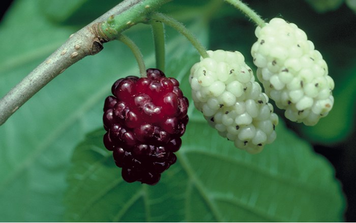 red-mulberry04