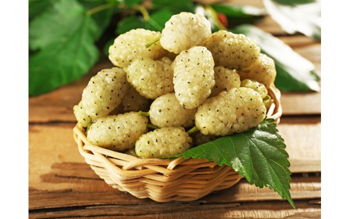 whitemulberry-1