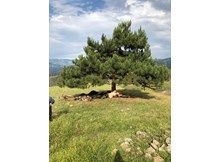 Büyükbaş hayvanların üzerine yıldırım düştü