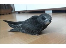 İskilip’te “Ebabil” kuşu bulundu