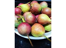 Kızılcık armudu hasadı başladı