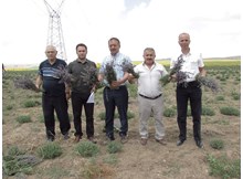 Lavanta ve çörekotu, çiftçinin yeni umudu