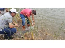 Göletlere 58 bin sazan balığı…