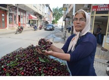 Napolyon kirazı önemli bir gelir kapısı