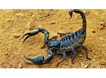 Akrep soktu, zehirlendi