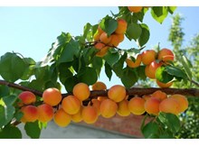 Şimdi kayısı zamanı