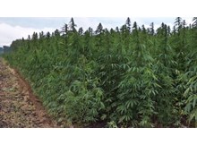 Çorum’da kenevir ekimi yaygınlaştırılacak