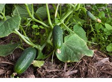 Salatalıktan zehirlendiler