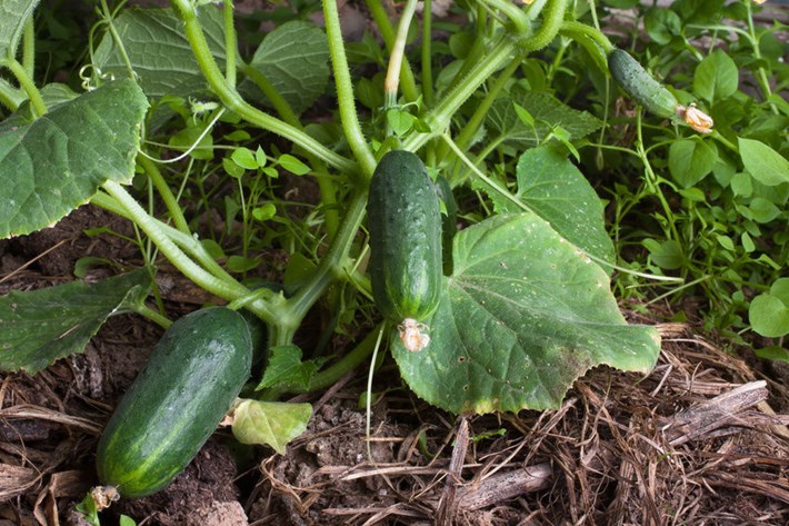 salatalik