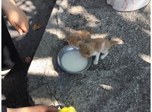 Biberonundaki sütle kedi yavrularını kurtardı