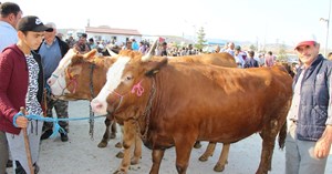 Kurbanlıklar görücüye çıktı
