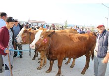 Kurbanlıklar görücüye çıktı