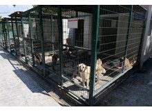 Köpeklere klimalı bakım