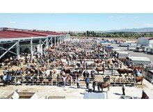 Belediyeden Kurban Bayramı tedbirleri