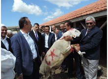 Çorum’a damızlık koç-teke üretim istasyonu