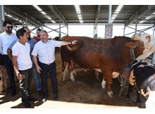 Başkan Aşgın, Hayvan Pazarını inceledi