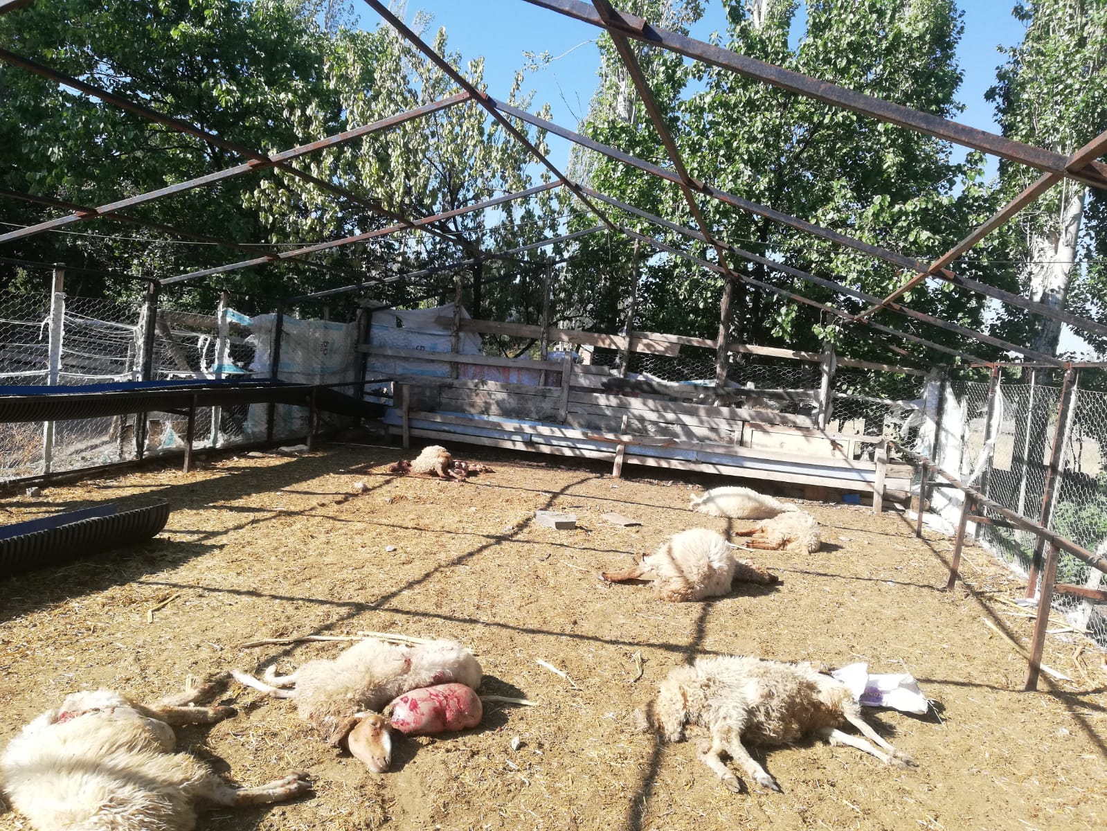 IMG-20190810-WA0000-1