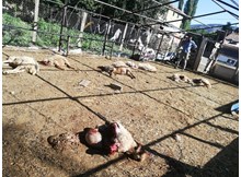 Kurtlar ağıla girip koyunları telef etti