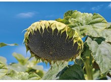 Ayçiçeği alım fiyatı açıklandı