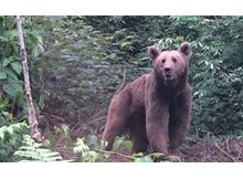 Ormanda ayı ile muhabbet…