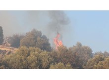 Meşe ormanı yandı