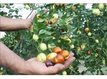 Hünnap, Çorum topraklarını sevdi