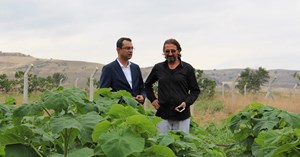 Osmancık’ta Paulownia yetiştiriciliği