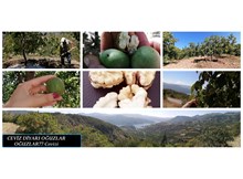 Oğuzlar’da ceviz sezonu başladı