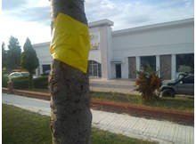 Sineklere sarı bantlı çözüm