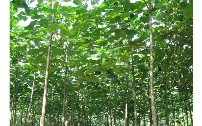 agac-1