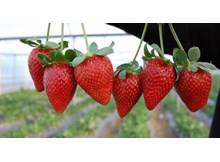 Çakma İskilip çileğine dikkat!