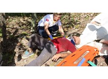 Ceviz ağacından düşen düşene