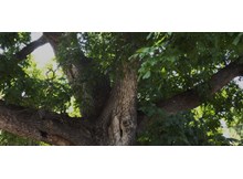 3 kişi daha ceviz ağacından düştü