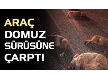 Otomobil domuz sürüne çarptı: 3 yaralı