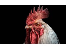 Horoza suni teneffüs