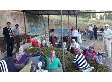 Oğuzlar Ceviz Festivali başlıyor