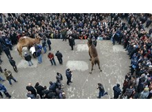 İskilip’te deve kurban edilecek