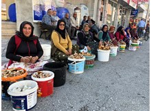 Kargı'da mantar sezonu başladı