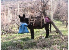 Eşeğin heybesindeki tüfek kayboldu