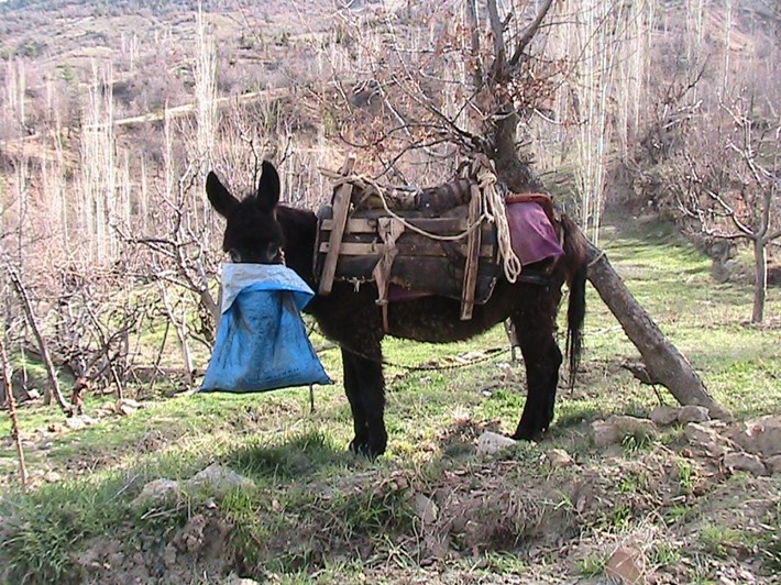 eşekkk