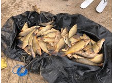 Kaçak balık avına suçüstü